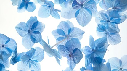 Charming blue hydrangea blossoms floating on air, white background, capturing their lush and full appearance
