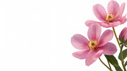 pink flowers isolated on transparent background cutout.