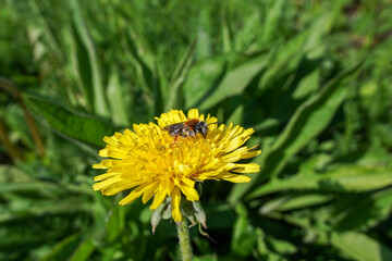Bee on a dandelion. A bee collects nectar. Pollination of plants.  Plant reproduction concept.