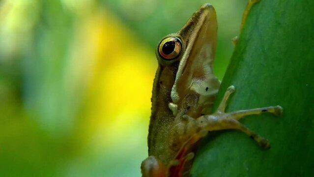 Slender tree frog relaxing on the branches of a taro tree