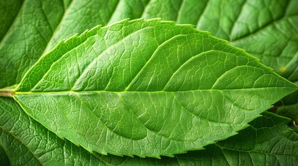 Obraz premium A tight shot of a green leaf's tip, with its base barely visible, showcasing a thin line where the top edge connects