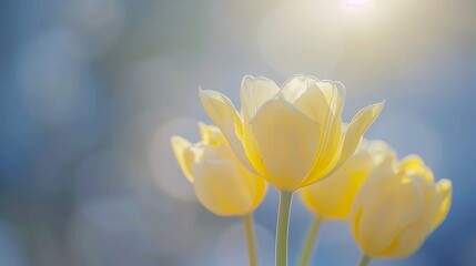 Obraz premium A group of yellow tulips with the sun shining behind them, backlit Blurred blue sky background and sunbeams