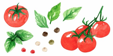 Set watercolor illustration with red tomato cherry, peppercorns and green basil isolated on white background. Fresh vegetables and herbs for cooking delicious dishes. Template for design.