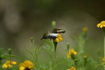 Vindula, commonly called cruisers, is a genus of butterflies of the subfamily Heliconiinae in the family Nymphalidae found in southeast Asia and Australia