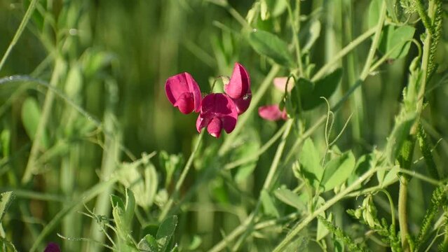 Tuberous vetchling, lathyrus tuberosus. Pink wild pea grass flowers.