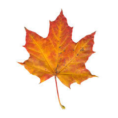 red-orange autumn maple leaf