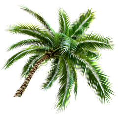 palm tree isolated