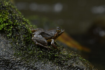 frog on the stone