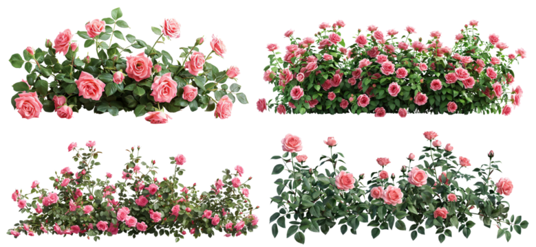 Set of beautiful pink roses with lush green leaves, cut out