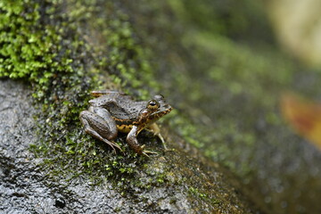 frog on the ground