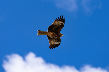 A hawk is flying beyond the blue sky, Wild bird