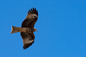 A hawk is flying beyond the blue sky, Wild bird