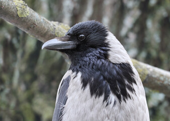 City hooded crow