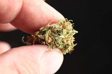 dry cannabis in hand