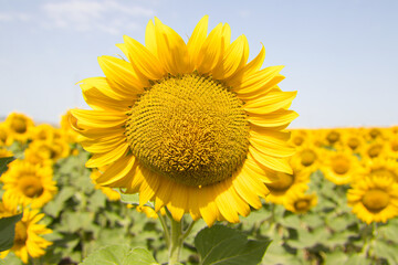 Close-up of a sunflower in a field of yellow sunflowers in an agricultural plantation in andalusia, spain. In the background blue sky and white clouds. Organic farming concept.