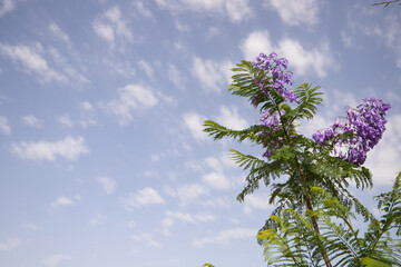 Violet flowers of a jacaranda tree against a background of blue sky and white clouds on a sunny day.