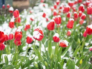 Fototapeta premium red tulips covered with snow, cold summer