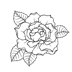 Obraz premium Linear sketch, outline of a rose flower. Vector graphics.