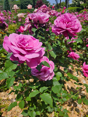 rose garden party