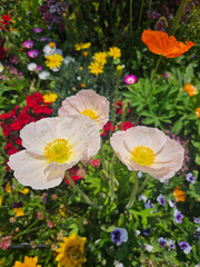 rose garden party