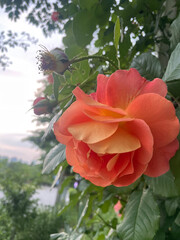 rose garden party