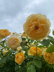rose garden party