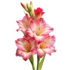 Ixia flower png isolated on transparent background