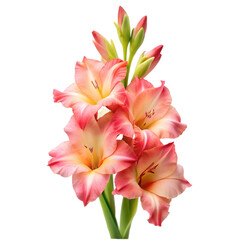 Fototapeta premium Ixia flower png isolated on transparent background