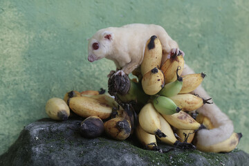 A young albino sugar glider eating a bunch of ripe bananas that fell to the ground. This mammal has...