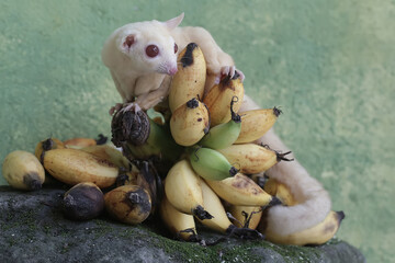 A young albino sugar glider eating a bunch of ripe bananas that fell to the ground. This mammal has...