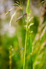 Dragonfly sitting on a plant