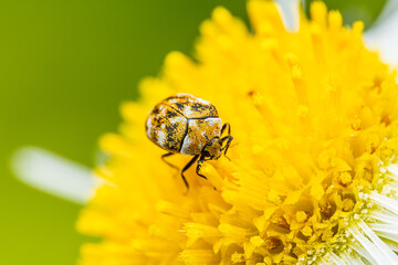 花の蜜を吸うヒメマルカツオブシムシ