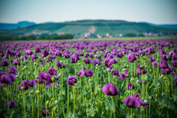 A walk among the poppies
