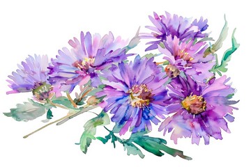 A cute water color of an aster, with starlike petals, in a vibrant bouquet, at a bustling market, Clipart isolated on white