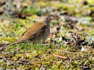 地面を歩くシロハラ