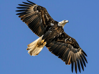 Fototapeta premium Bald eagle soaring through the clear blue sky, showcasing its impressive wingspan and powerful presence.