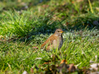 地面を歩くシロハラ