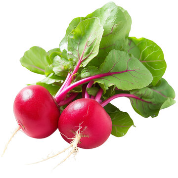recommend clip art: A bunch of radishes with green leaves isolated on white or transparent background, png clipart, design element. Easy to place object on any other background.
