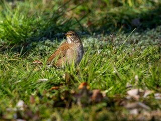 地面を歩くシロハラ