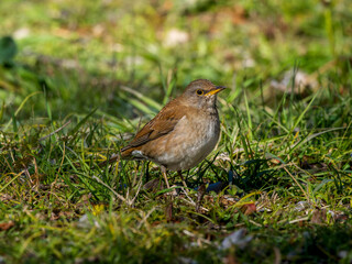 地面を歩くシロハラ