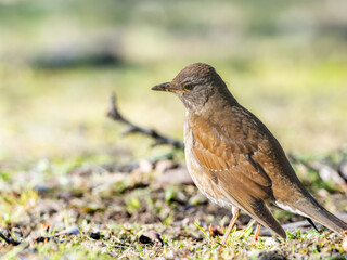 地面を歩くシロハラ