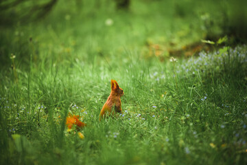 Mealtime for a red squirrel in the park
