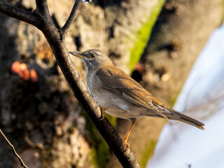 木にとまるシロハラ