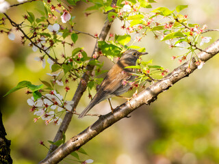 木にとまるシロハラ