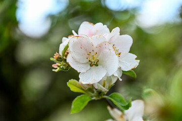 Blüten, Frühjahr, Obst, Früchte, Ernte, Bestäubung