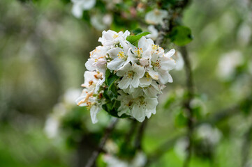 Blüten, Frühjahr, Obst, Früchte, Ernte, Bestäubung