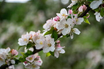 Blüten, Frühjahr, Obst, Früchte, Ernte, Bestäubung