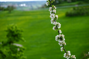 Blüten, Frühjahr, Obst, Früchte, Ernte, Bestäubung