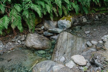 Clear stream and ferms in Franz Joseph, West Coast, New Zealand.