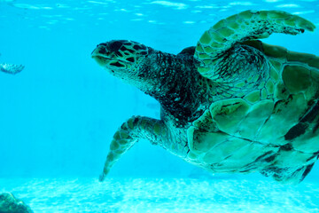 sea turtle swimming